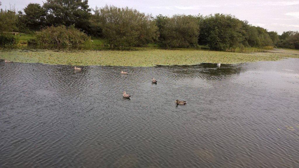 Jacuzzi pond for ducks by brennieb