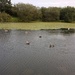 Jacuzzi pond for ducks by brennieb
