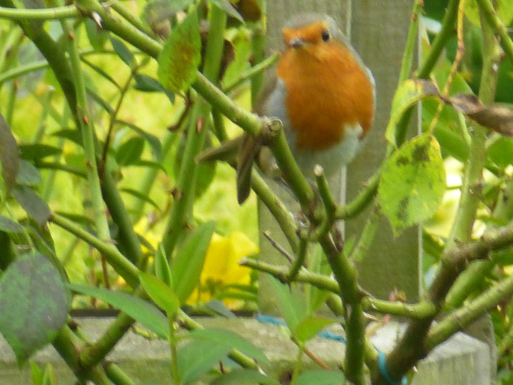 Little robin red breast...  by snowy