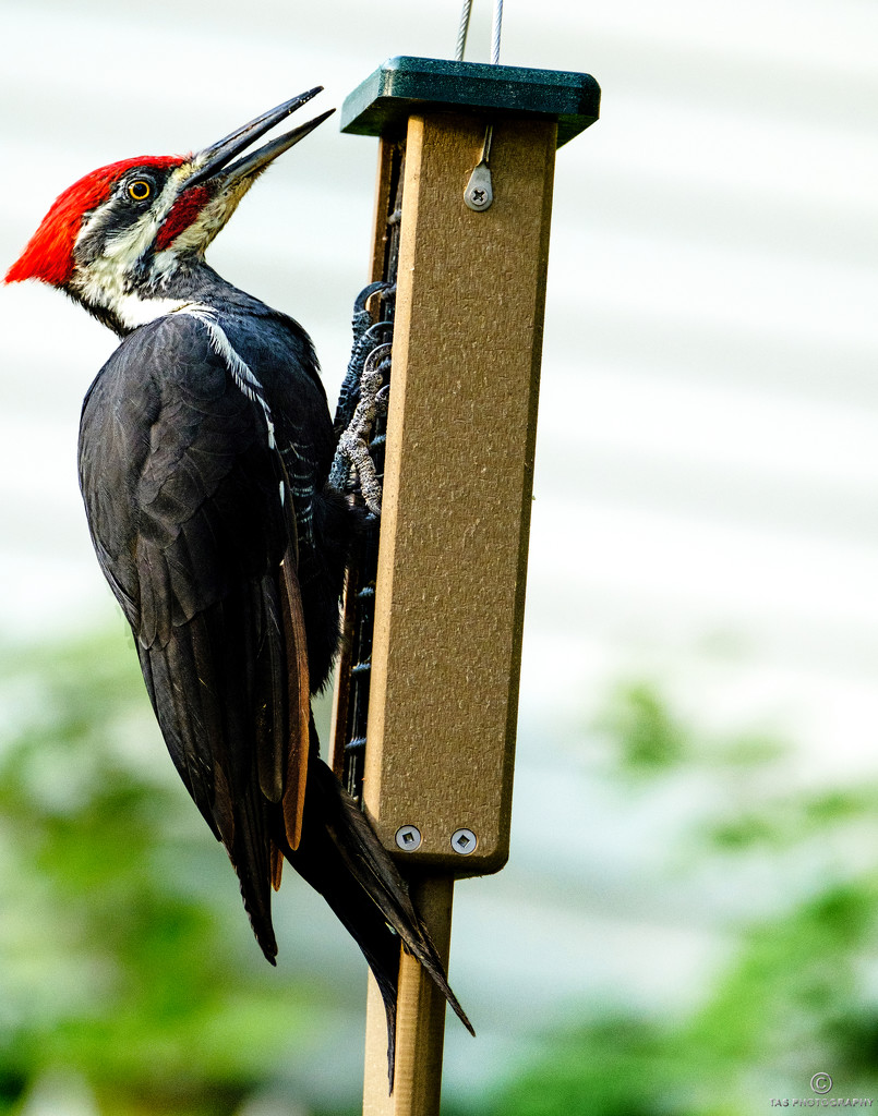 Pileated Woodpecker by tosee