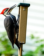 9th Sep 2017 - Pileated Woodpecker