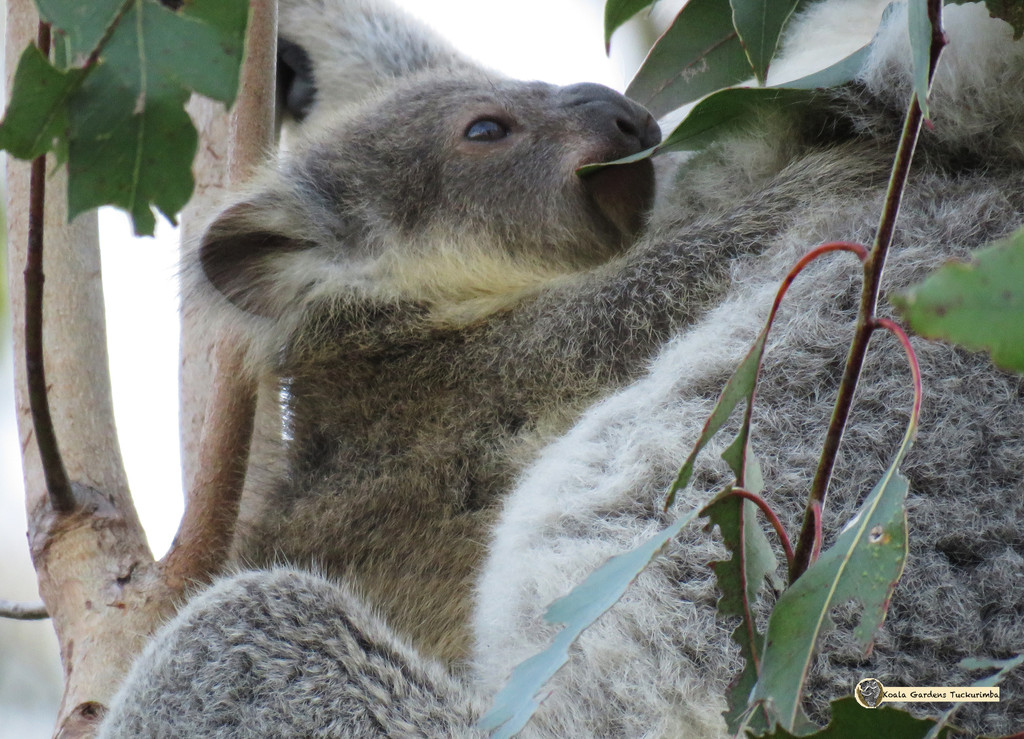 a tough feed by koalagardens