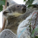 a tough feed by koalagardens