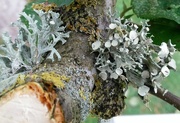 9th Sep 2017 - Lichen on our apple tree.