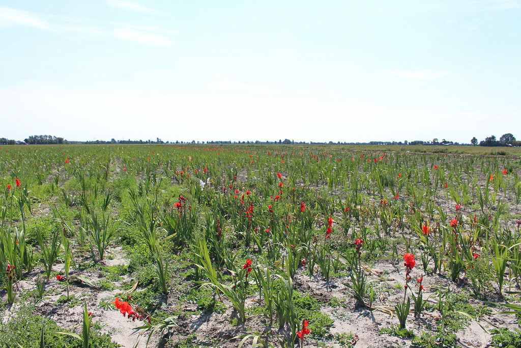 A field of Gladiolus. by pyrrhula
