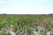 9th Sep 2017 - A field of Gladiolus.