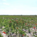 A field of Gladiolus. by pyrrhula