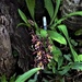  Orchid ~Wilsonara “ Eye Candy Pink.” by happysnaps