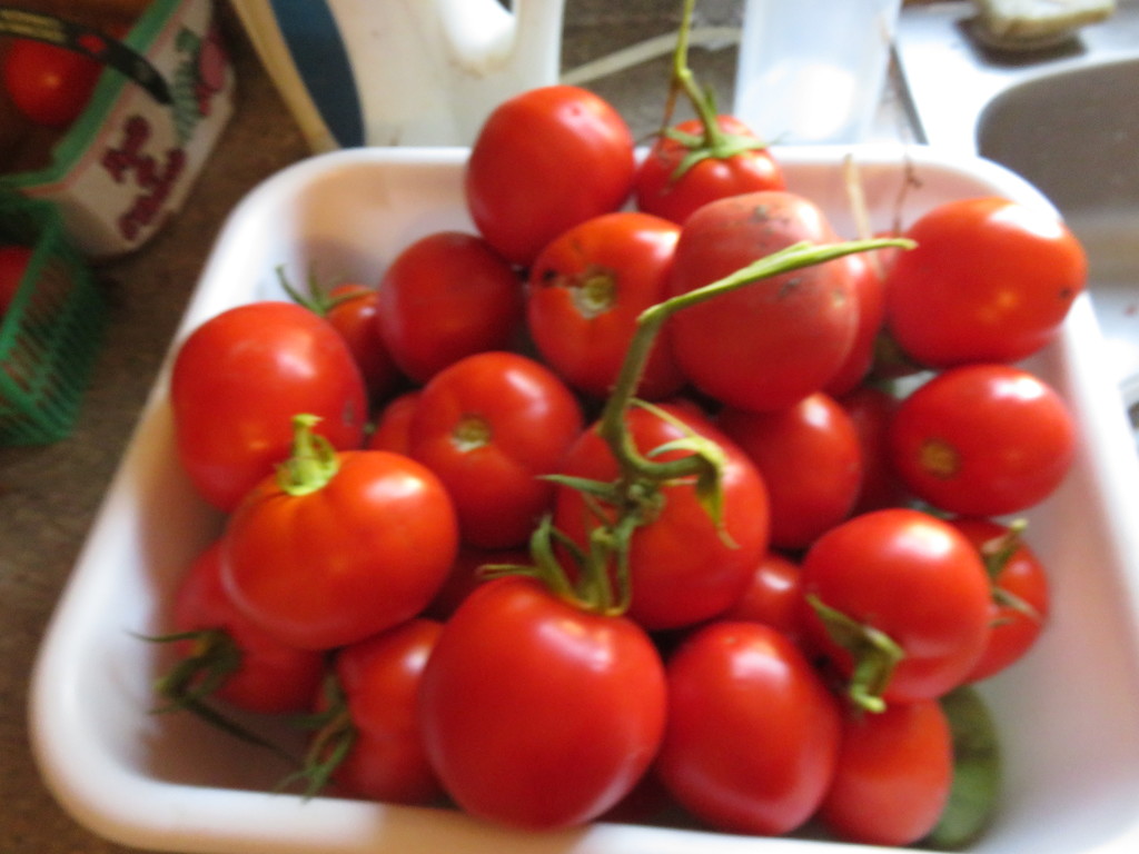 Tomato Harvest by harrowjet