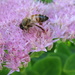 Busy Bee by harrowjet