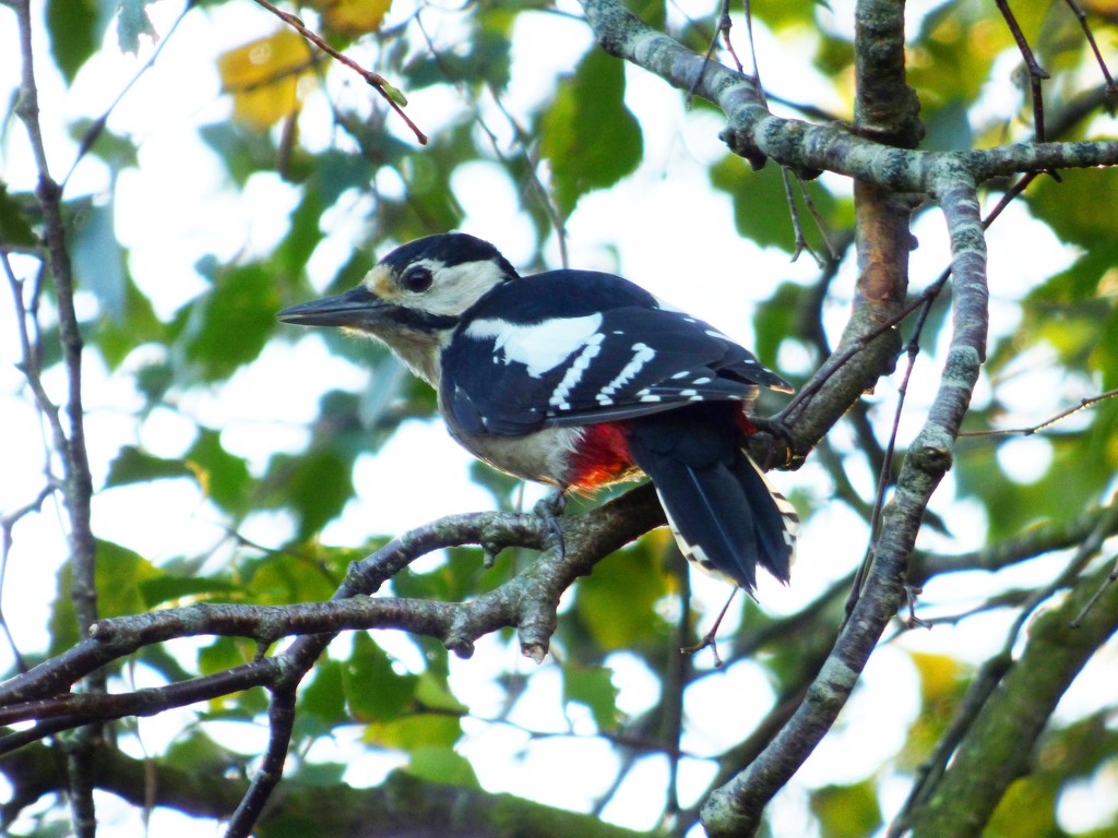 Greater spotted woodpecker by julienne1