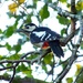 Greater spotted woodpecker by julienne1