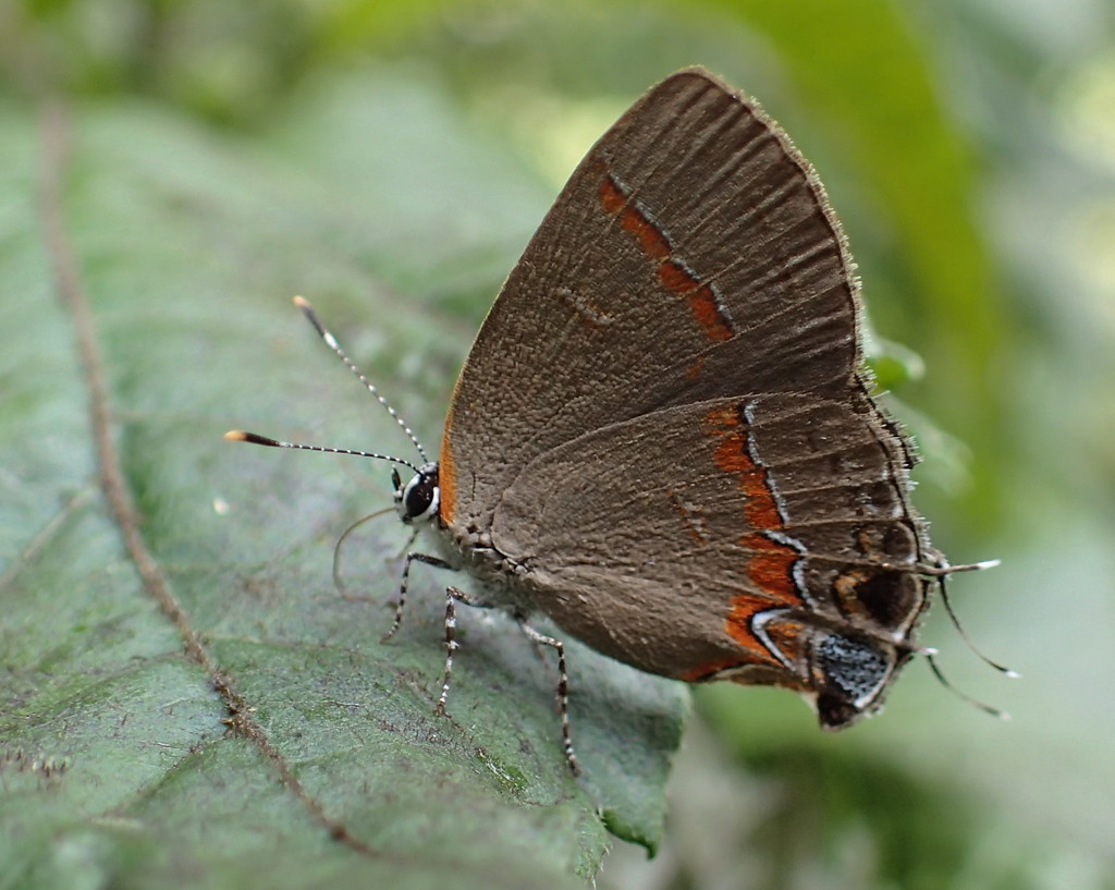 Gray Hairstreak Butterfly by cjwhite