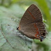 Gray Hairstreak Butterfly by cjwhite