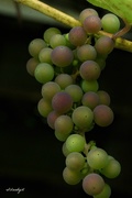 11th Sep 2017 - Grapes are turning colour!