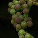 Grapes are turning colour! by radiogirl