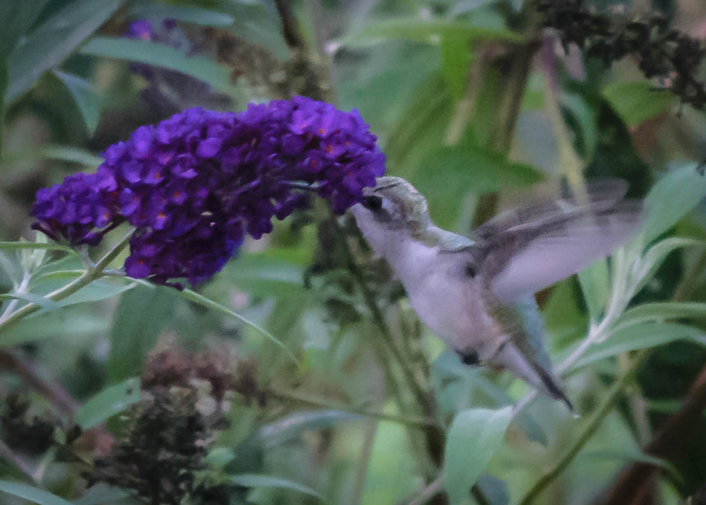 Hummingbird and Purple Flower by marylandgirl58
