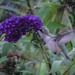 Hummingbird and Purple Flower by marylandgirl58