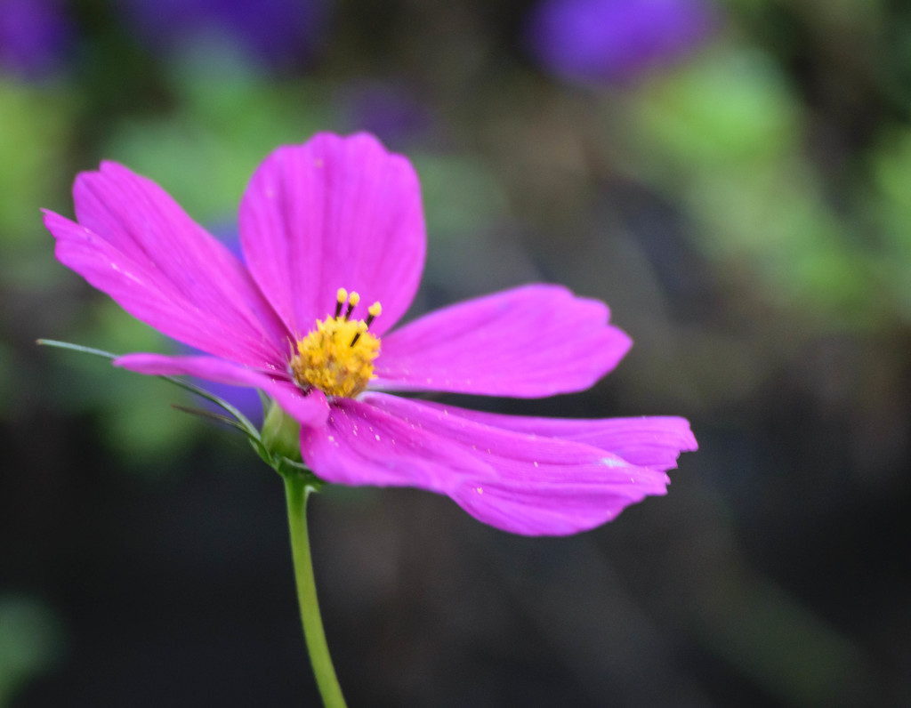 Perfect Pollen on a Purple Flower by marylandgirl58