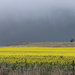 Another road, another canola field.... by gilbertwood