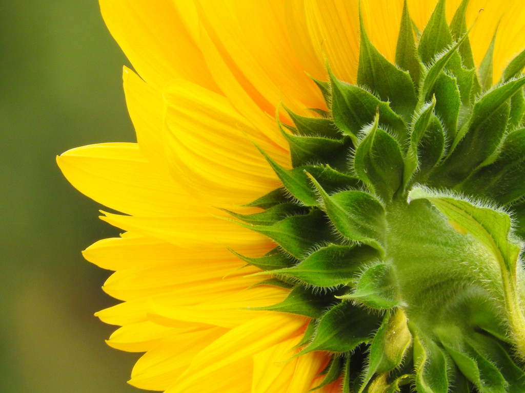 Sunflower's Reverse Beauty by seattlite