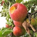 DSCN3972 apples by marijbar