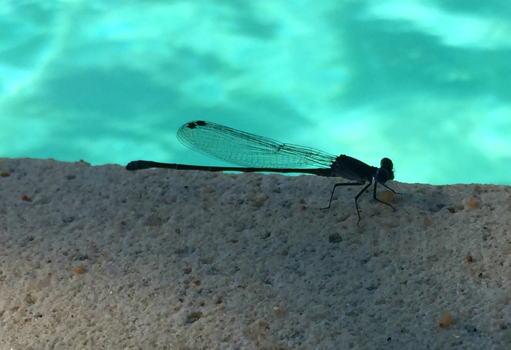 Poolside Dragonfly by 365projectorgkaty2