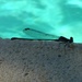 Poolside Dragonfly by 365projectorgkaty2