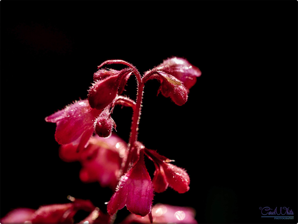 Heuchera Flowers by carolmw