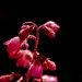 Heuchera Flowers by carolmw