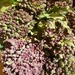 Purple sprouting  by 365projectdrewpdavies