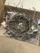 11th Sep 2017 - natalie brought me a nest!