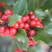 Holly Bush To Plant by paintdipper