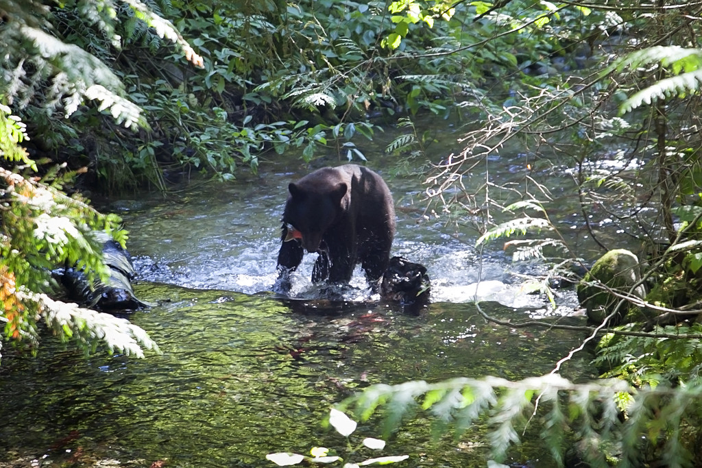 Bear catching a salmon by kiwichick