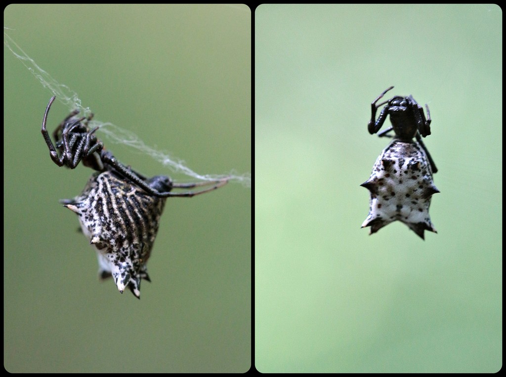 Spined Micrathena: Two Views by juliedduncan