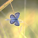 Small purple butterfly! by fayefaye