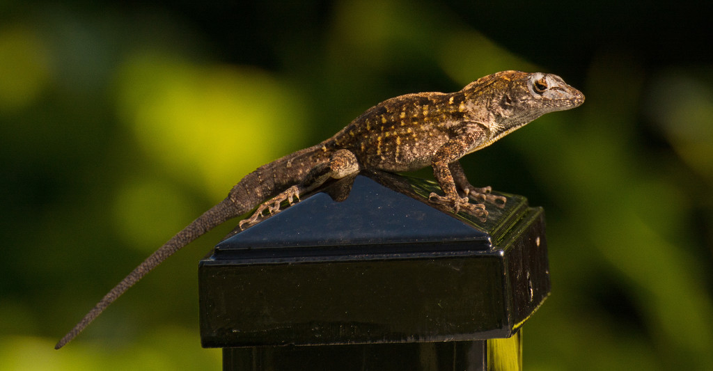 Lizard on It's Pedestal! by rickster549