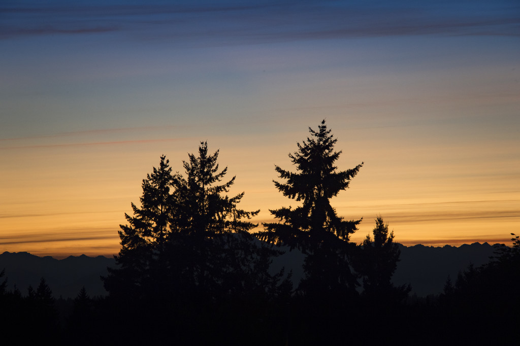 Fir Tree Sunset by epcello