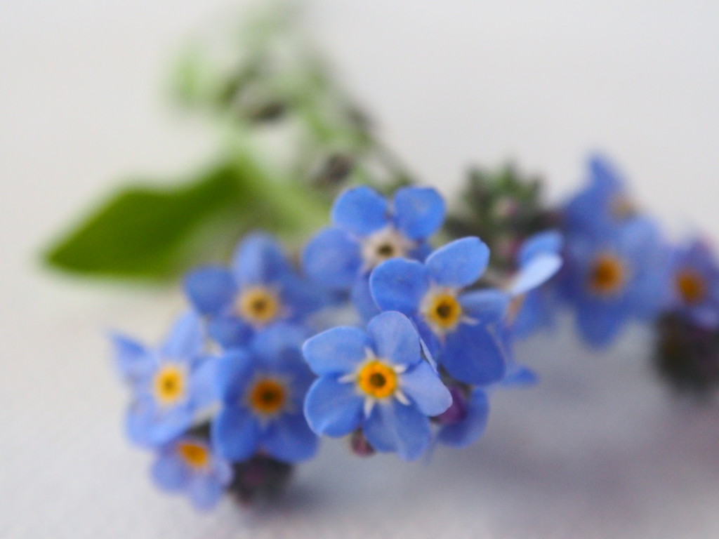 Single Forget me nots    (sooc) by Dawn
