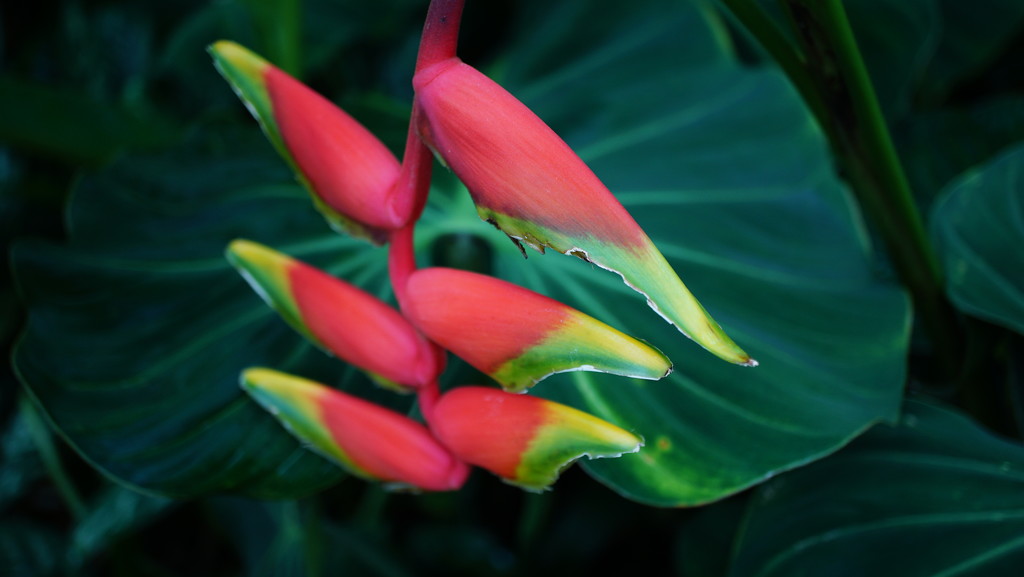 more ginger flowers - I think by quietpurplehaze