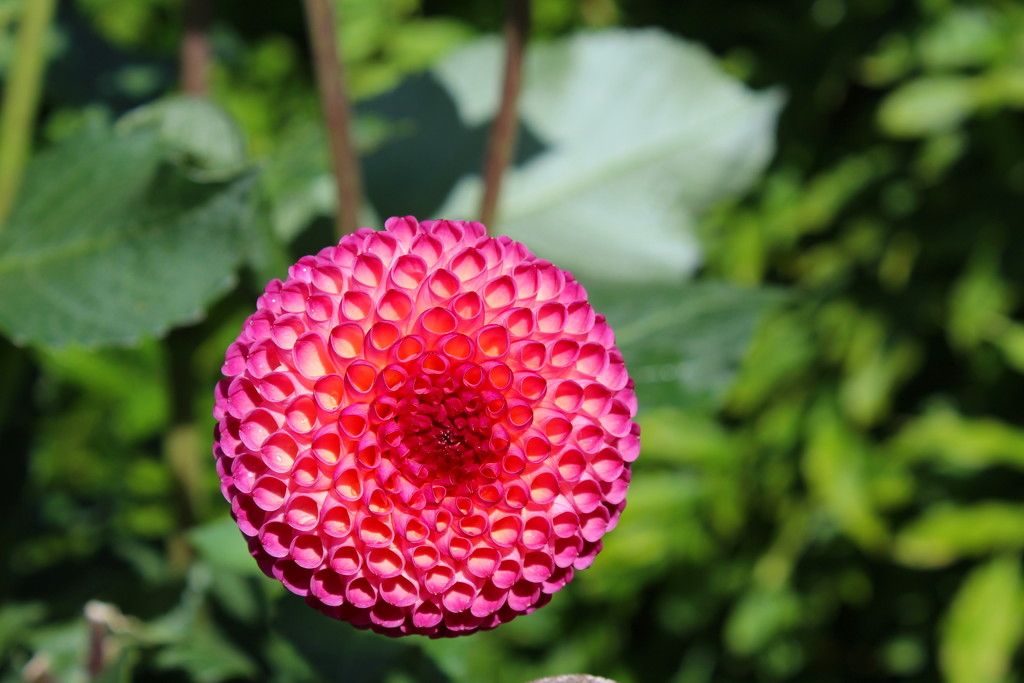 I think this one is a Dahlia by jeff