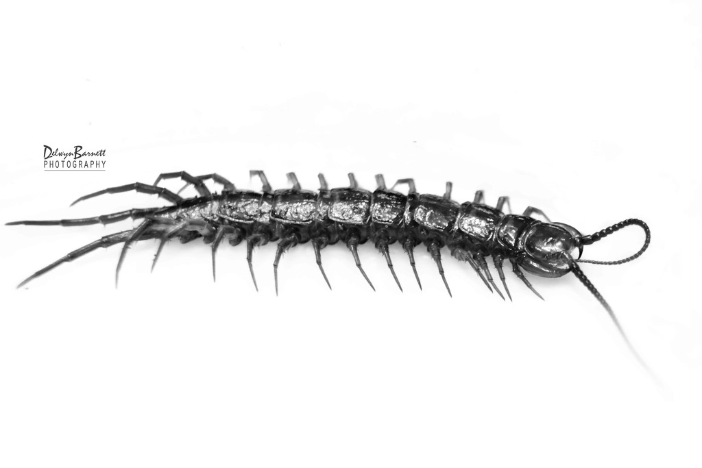 Centipede by dkbarnett