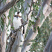 biggest kingfisher by koalagardens