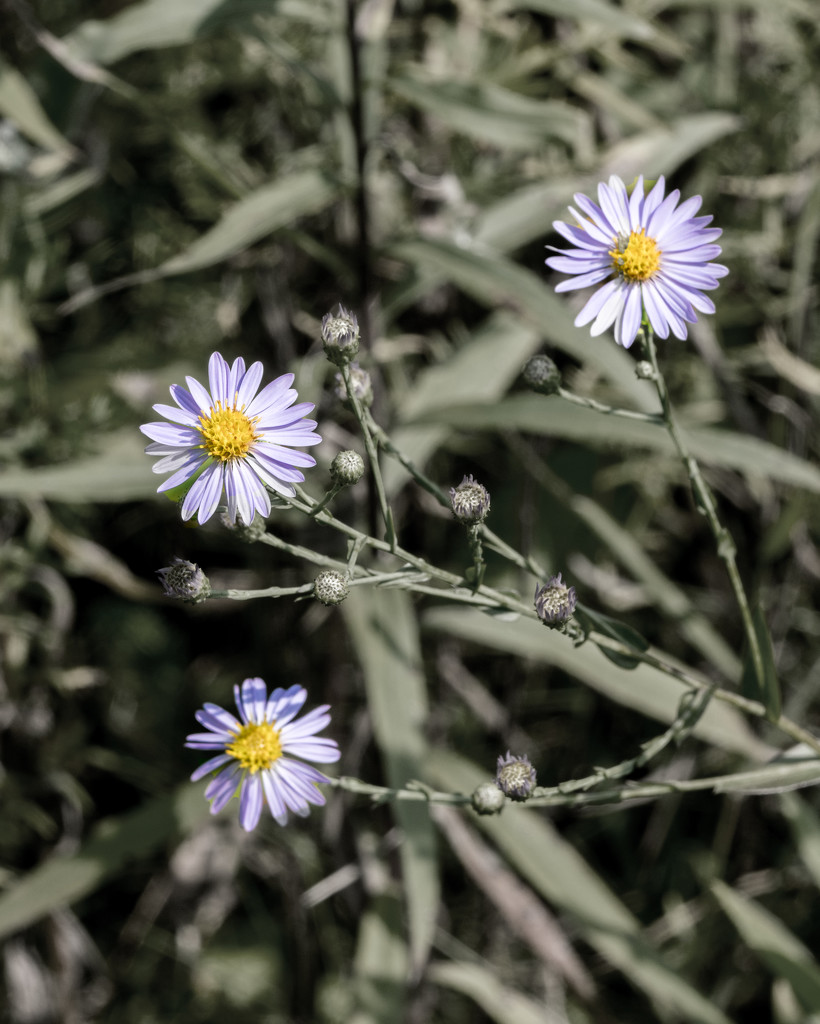 Asters Add Color by rminer