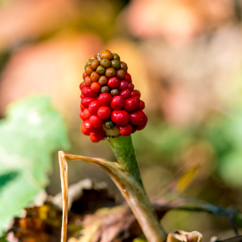 Jack in the Pulpit Square by rminer