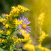 New England Aster framed by Goldenrod by rminer