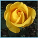 Yellow golden rose, Esplanade.  by grace55