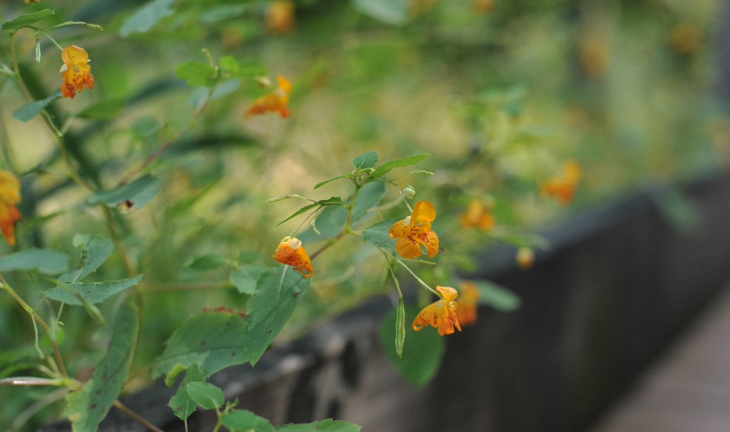 Jewelweed by loweygrace