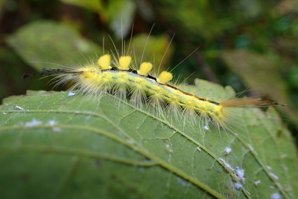 Yellow Tussock Moth Caterpillar by cjwhite