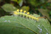 12th Sep 2017 - Yellow Tussock Moth Caterpillar